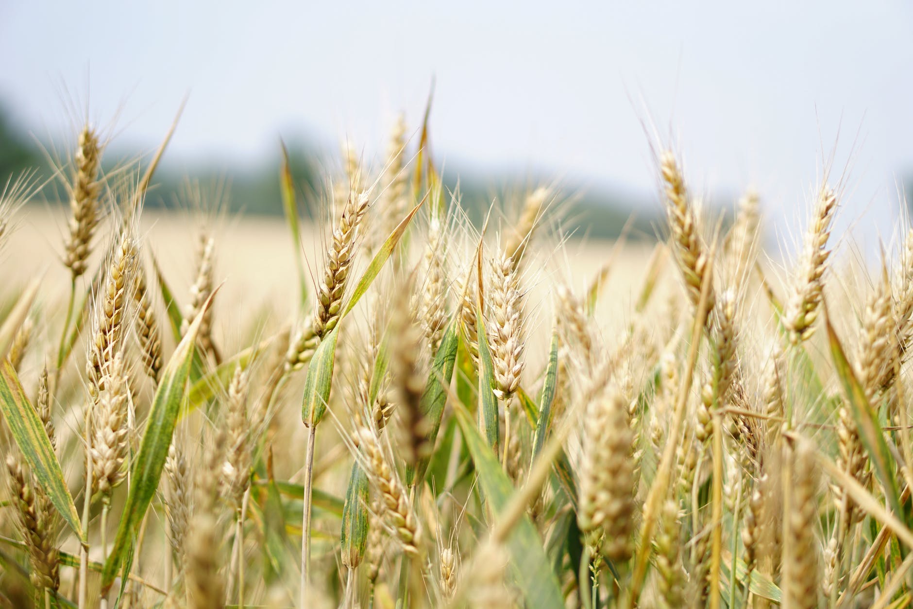 agriculture arable barley blur