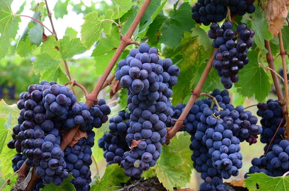 What The Grapevine Teaches Us About Spiritual Growth