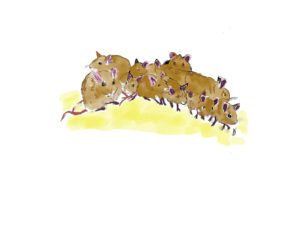 Mice plague